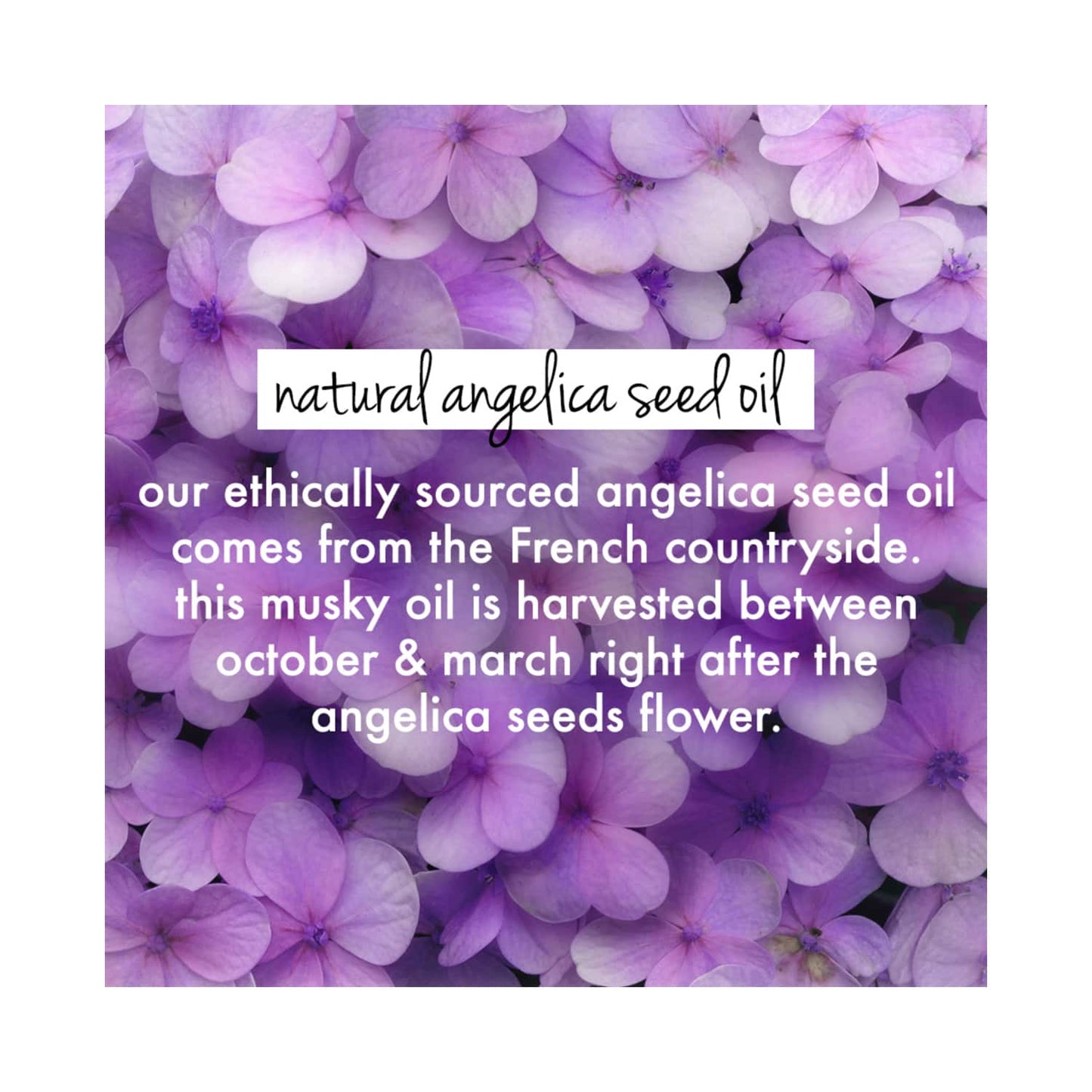 Love Beauty & Planet Rice Water & Angelica Seed Oil Leave-In Conditioner (200ml)