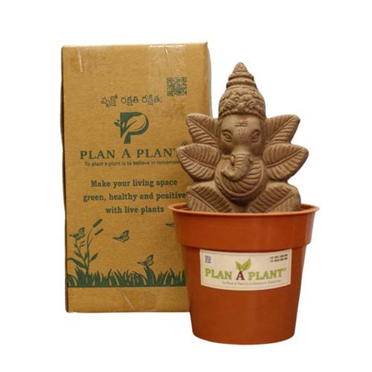 Plant Ganesh Mini -  Organic Soil Mix, Chemical-Free